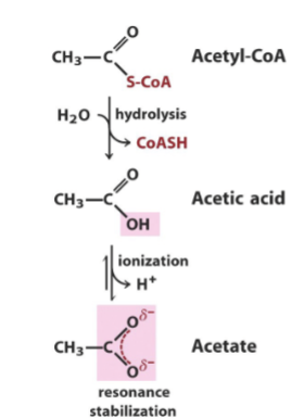 <p>Thioester bond that can undergo hydrolysis, forming Acetic acid. This can then undergo ionization, generating acetate. </p><ol><li><p>Formation of resonance stabilized products</p></li><li><p>More products than reactants (favouring entropy)</p></li><li><p>Ionized, more stabiliziation of products</p></li></ol><p></p>
