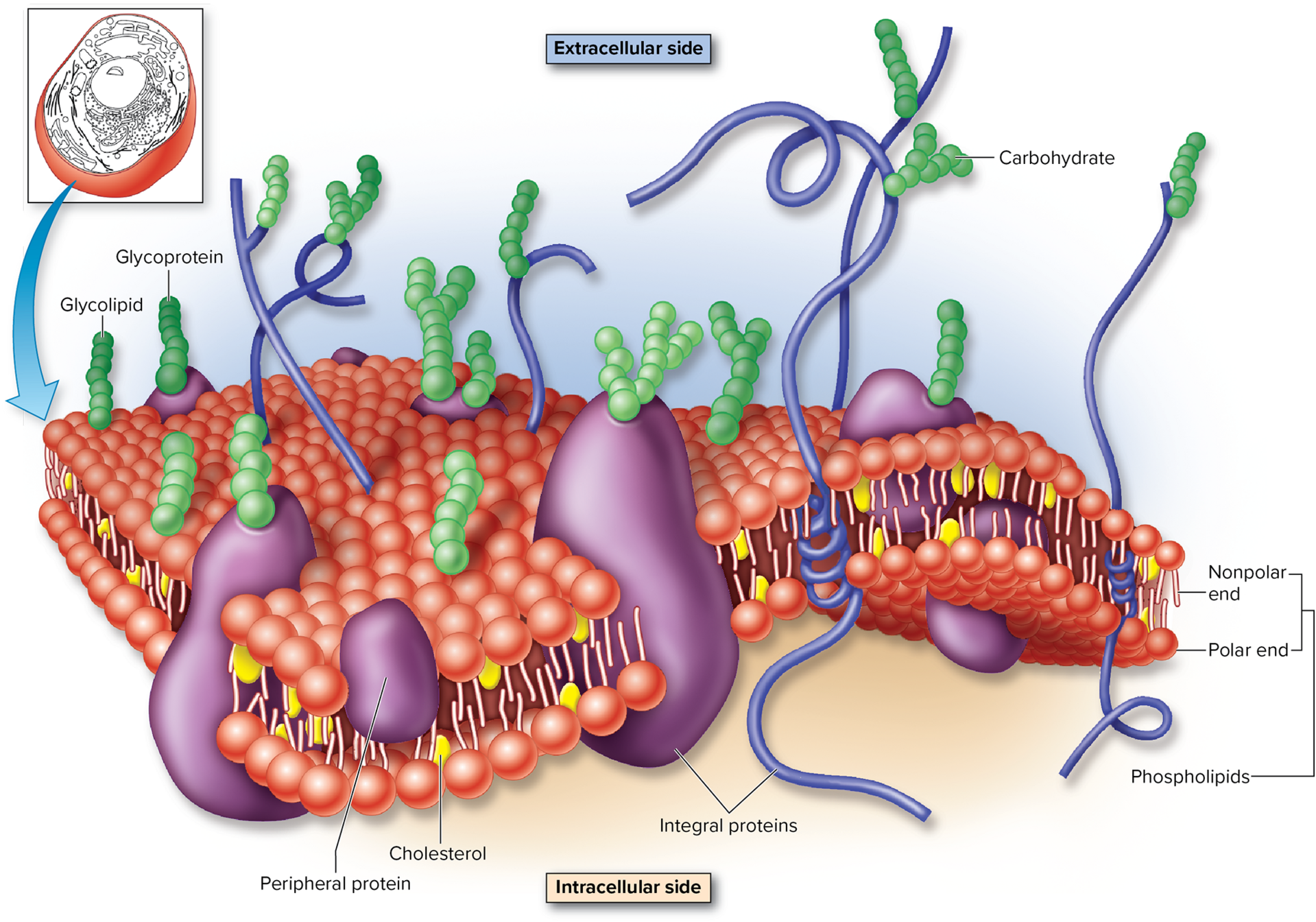 <p>The model used to describe cell membrane structure and organization</p>