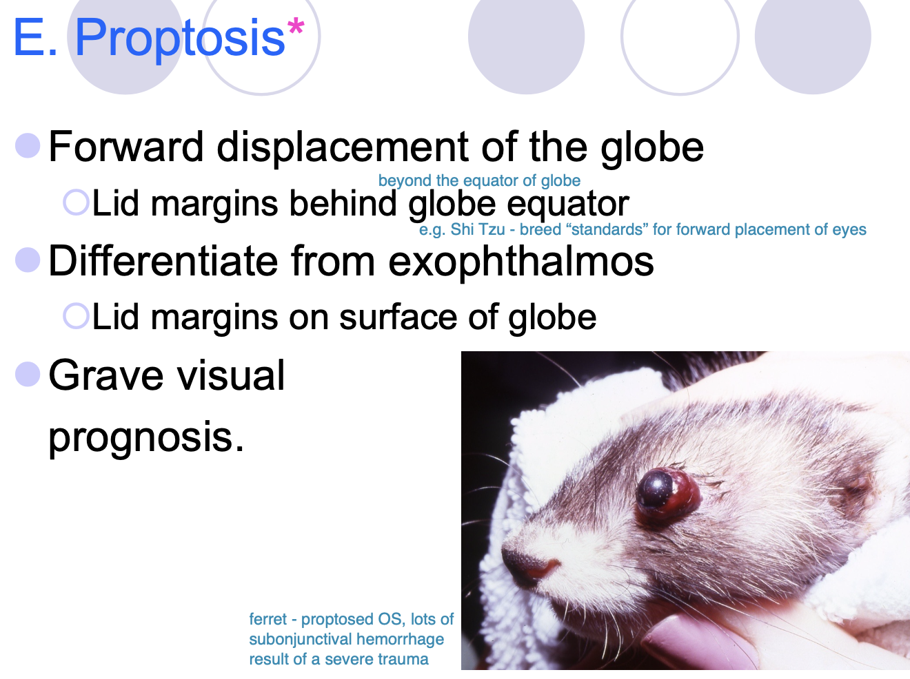 <p>exophthalmos - lid margins on surface of the globe.</p>