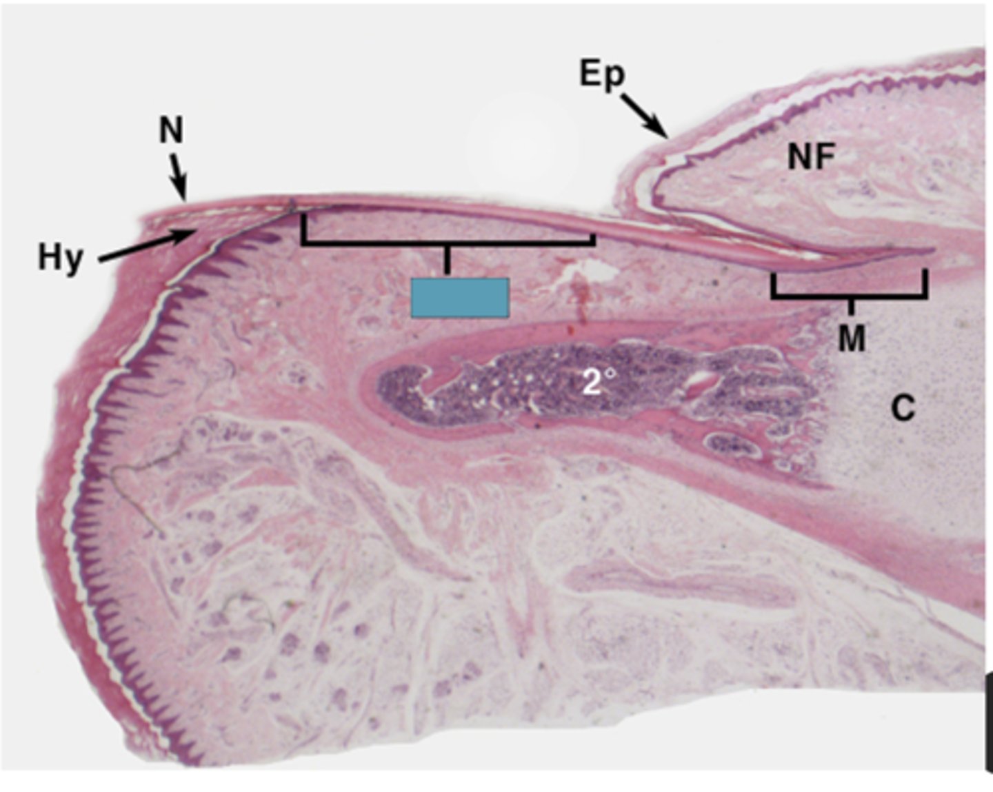 <p>Identify the structure</p>