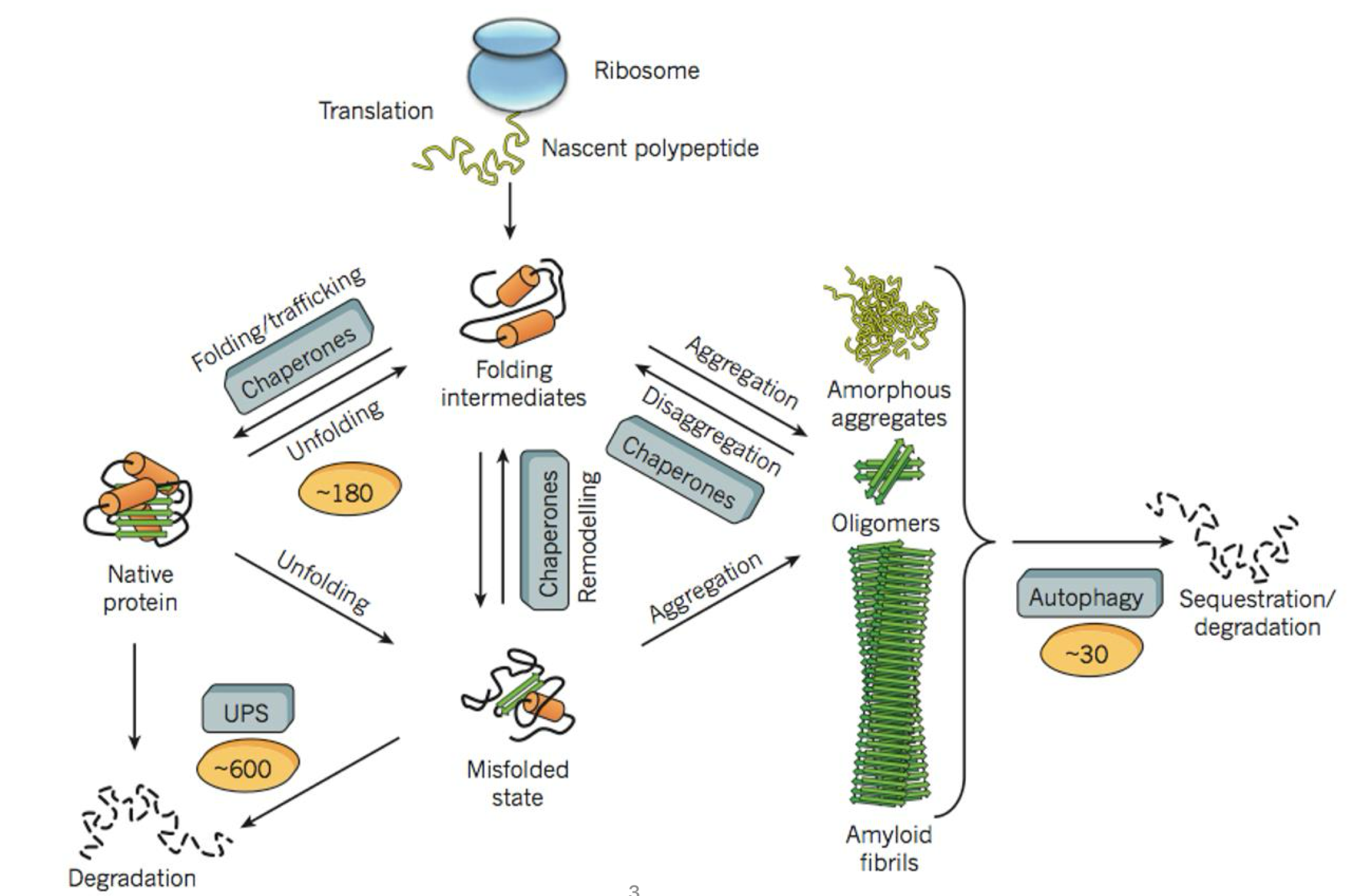 <ul><li><p>proteostasis = protein homeostasis</p></li><li><p>the protein homeostasis network encompasses a large number of proteins that maintain the proteome functional by directing protein synthesis, folding, trafficking and degradation</p></li></ul><p></p>