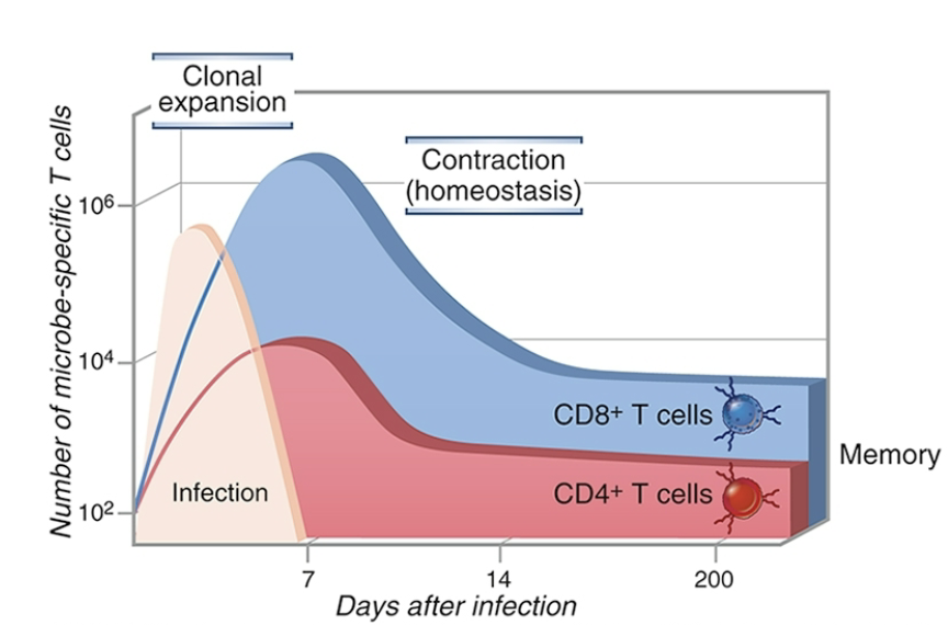<p>T cell contraction is the phase after an immune response where 90-95% of effector T cells die by apoptosis, leaving a</p><p>small, stable population of memory cells.</p><p>It is primarily mediated by…</p><ol><li><p>_ (withdrawal of stimulating signals).</p></li><li><p>diminished _ availability</p></li><li><p>__ __ via Bim and Fas-FasL interactions</p></li></ol><p></p>