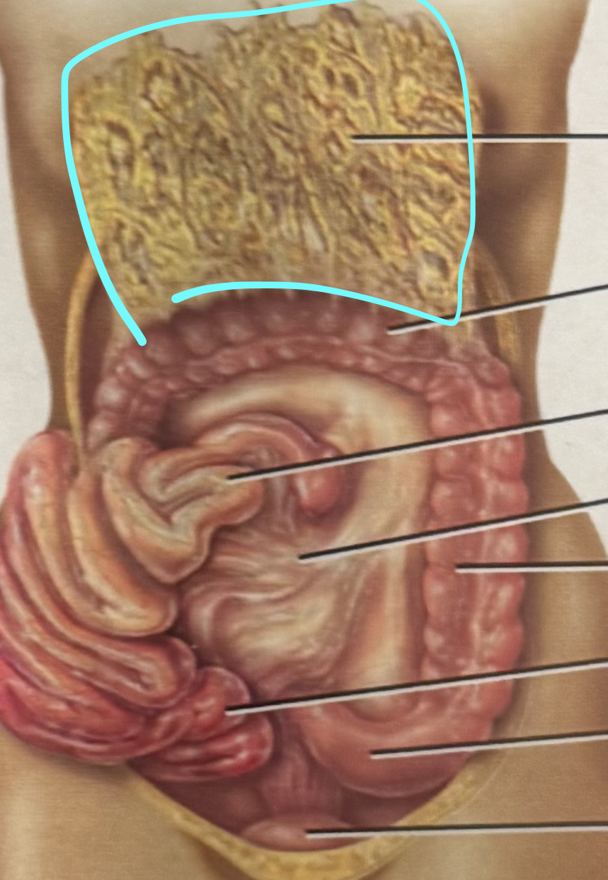 <p>Covers folds of small intestine; contains adipose tissue + lymph nodes</p>
