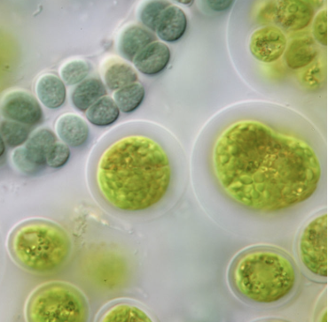 <p>Algae</p>