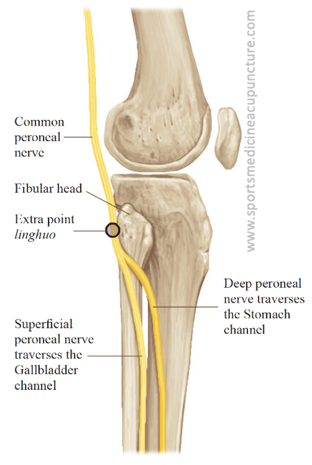 <p>What is the path of the common fibular nerve?</p>
