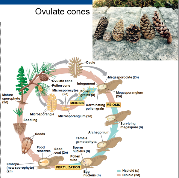 <p>megasporocytes , meiosis , haploid , female </p>