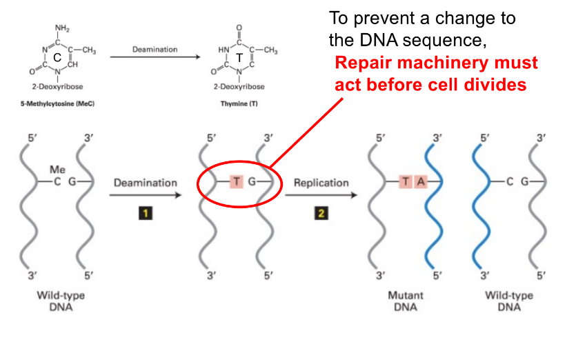 <p>repair machinery must act before the cell divides</p><p>aka</p><p>DNA repair must happen before replication happens, or else the mistake will become a <u>PERMANENT </u>mutation (after replication, mismatch becomes a mutation)</p>