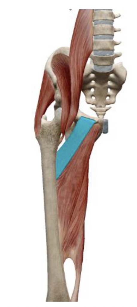 <p>What is the muscle name, its origin, its insertion, its action, and its innervation?</p>