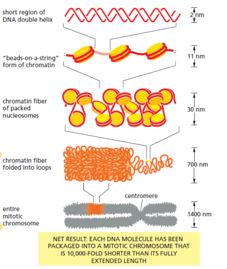 <ul><li><p>structural organisation of chromatin not only compacts DNA into a form that fits inside the nucleus but also important in control of gene expression</p></li><li><p>chromatin has the appearance of “beads on a string”</p><ul><li><p>each bead is a nucleosome comprising DNA comped with a histone octamer</p></li><li><p>chromatin within a nucleus can be organised into</p><ul><li><p><strong>euchromatin</strong>, which is diffused</p></li><li><p><strong>heterochromatin</strong>, which is highly condensed</p></li></ul></li><li><p>genes found in euchromatin are available for transcription, whereas those in heterochromatin are transcription ally inactive</p></li></ul></li><li><p>condensation prevents transcription factors and RNA polymerases from gaining access to the promoter of a specific gene, thus inactivating transcription of that gene</p></li><li><p>2 mechanisms (histone modification and DNA methylation) regulate a gene’s access to transcription factors and RNA polymerases</p></li></ul><ol><li><p>histone modification </p></li><li><p>DNA methylation </p></li></ol><p></p>