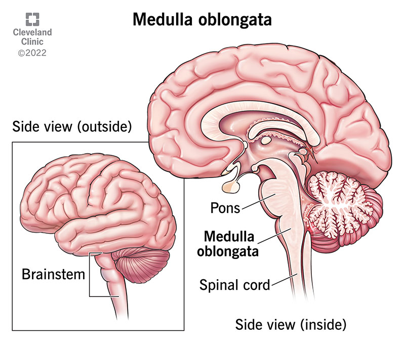 <p>Medulla</p>