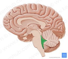 <p>Where is the vestibular system located?</p>