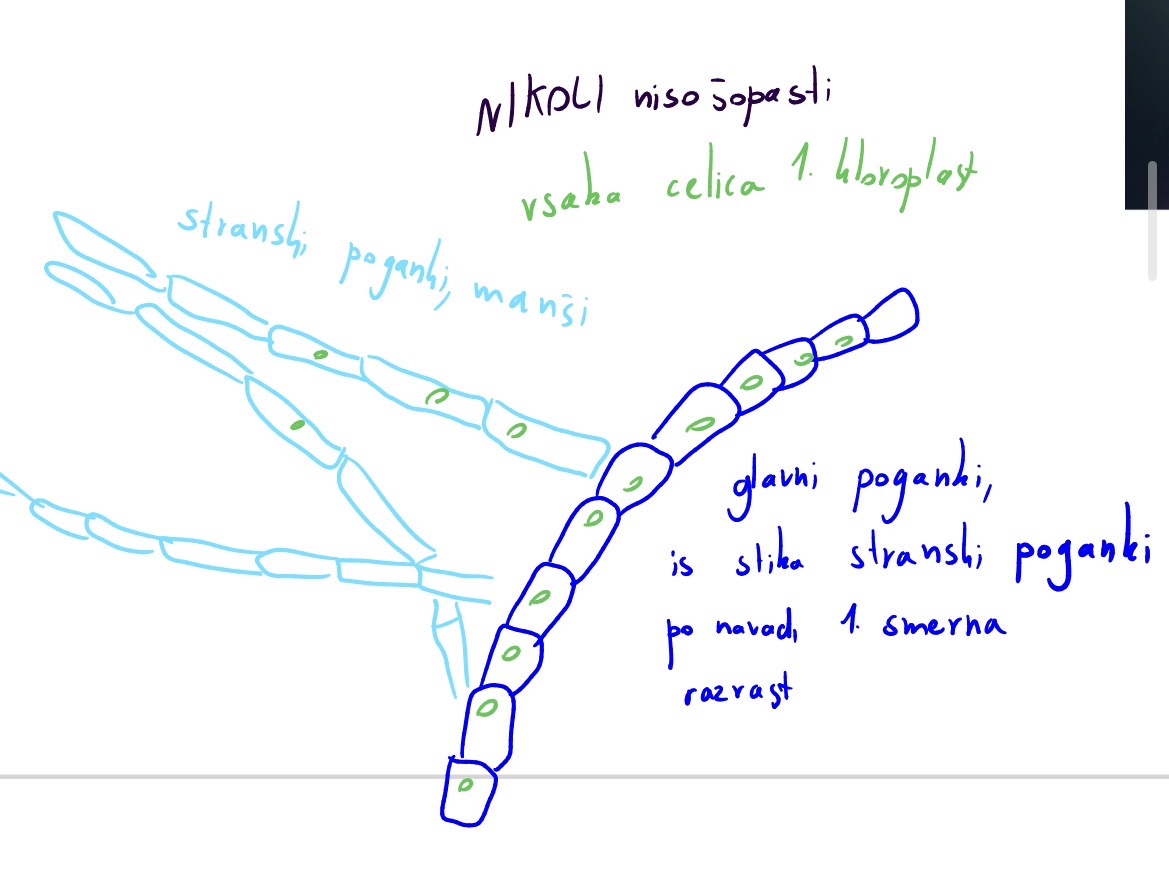 <p>Deblo : zelene alge - chlorophyta</p><p>Razred chlorophyceae - prave zelene alge</p><p>Red chaetophorales</p><p>Rod stigeoclonium</p>