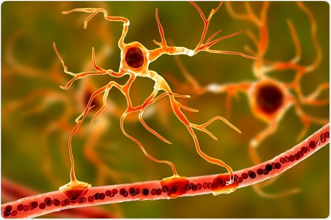 <p>Astrocytes functions</p>