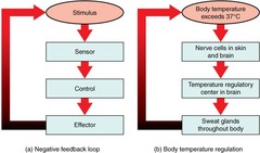 <p>Regulation of blood glucose and body temperature.</p>