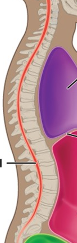 <p>what cavity (open image)</p>
