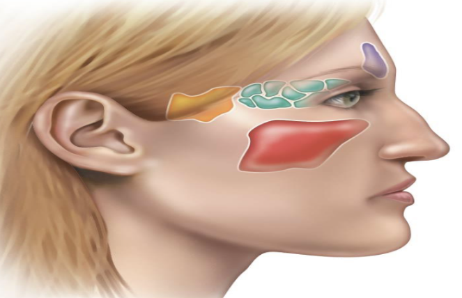 <p><strong>Paranasal Sinuses</strong></p><p>What connects paranasal sinuses to the nasal cavity?</p>