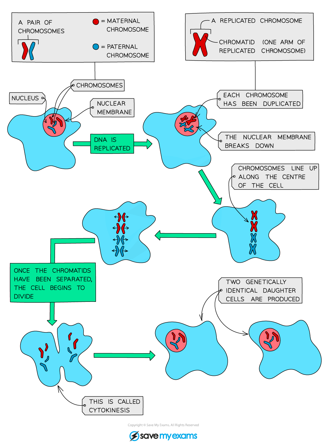 <p>Insulin steps</p>