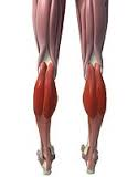 <p>posterior, most superficial calf muscle</p>