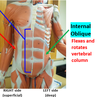 <p><strong>Action: </strong>Flexes trunk.<strong><br>Synergist: </strong>External oblique.</p>