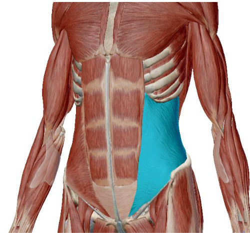 <p>what muscle is this </p>