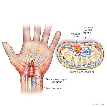 <p>wrist area; bridge between forearm and palm</p>