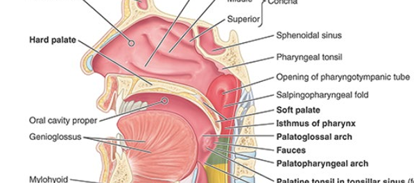 <ul><li><p>sep oral cavity from nasal cavities and nasopharnyx</p><ul><li><p>hard palate ant</p></li><li><p>soft palate post</p></li></ul></li></ul><p></p>
