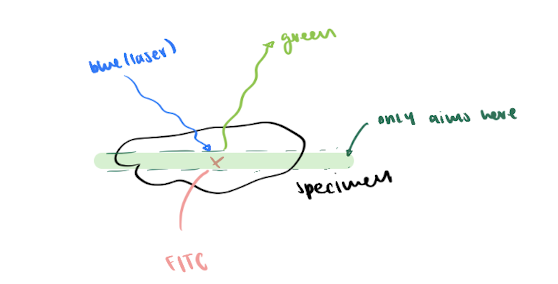 <p>= shows a 2D optical plane within a 3D specimen</p><ul><li><p>uses a laser to focus on MIDDLE of specimen</p></li><li><p>shows more detail than wide field + more $$$</p></li></ul><p></p>