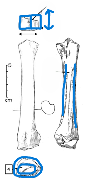 <ul><li><p>2 furrows </p></li><li><p>symmetrical proximal articulation</p></li><li><p>relatively small distal articulation</p></li></ul><p></p><p>pig radius</p><p></p>