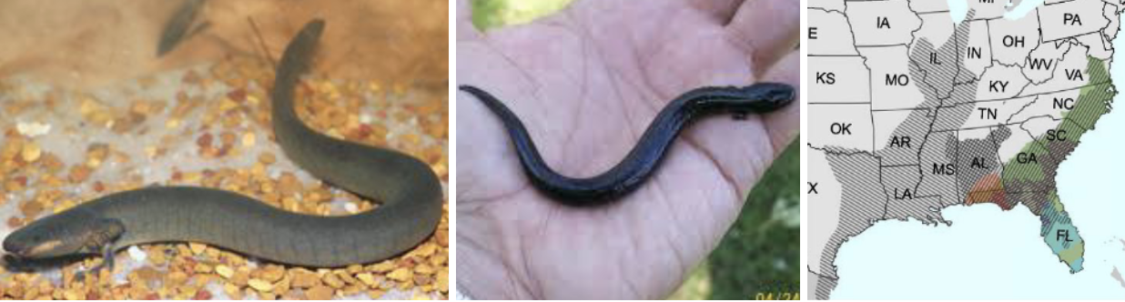 <ul><li><p><span style="background-color: transparent;"><strong>Habitat:</strong> </span><span>fully aquatic, calm backwaters and swamps with “warm” shallow water</span></p></li><li><p><span style="background-color: transparent;"><strong>Diet:</strong> </span><span>aquatic invertebrates, salamanders and salamander larvae</span></p></li><li><p><span style="background-color: transparent;"><strong>Characteristics:</strong> smooth, slimy, slender, fully aquatic, </span><span>no back legs, dark gray/black/olive body, bushy reddish gills, often dark spots or lighter belly</span></p></li></ul><p></p>