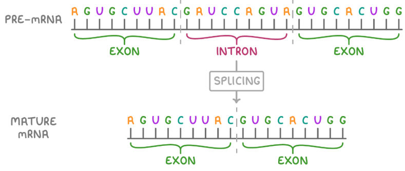 <p><span style="background-color: transparent;"><strong>-</strong>Differences between transcription in prokaryotes and eukaryotes:</span></p><ul><li><p><span style="background-color: transparent;">In prokaryotes, mRNA is directly produced from transcription without any splicing.</span></p></li><li><p><span style="background-color: transparent;">In eukaryotes, pre-mRNA is spliced after transcription to remove introns before it is transported to the cytoplasm.</span></p></li></ul><p></p>
