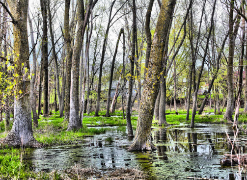 <p>Swamp</p>