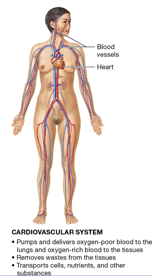 <p>CARDIOVASCULAR SYSTEM</p>