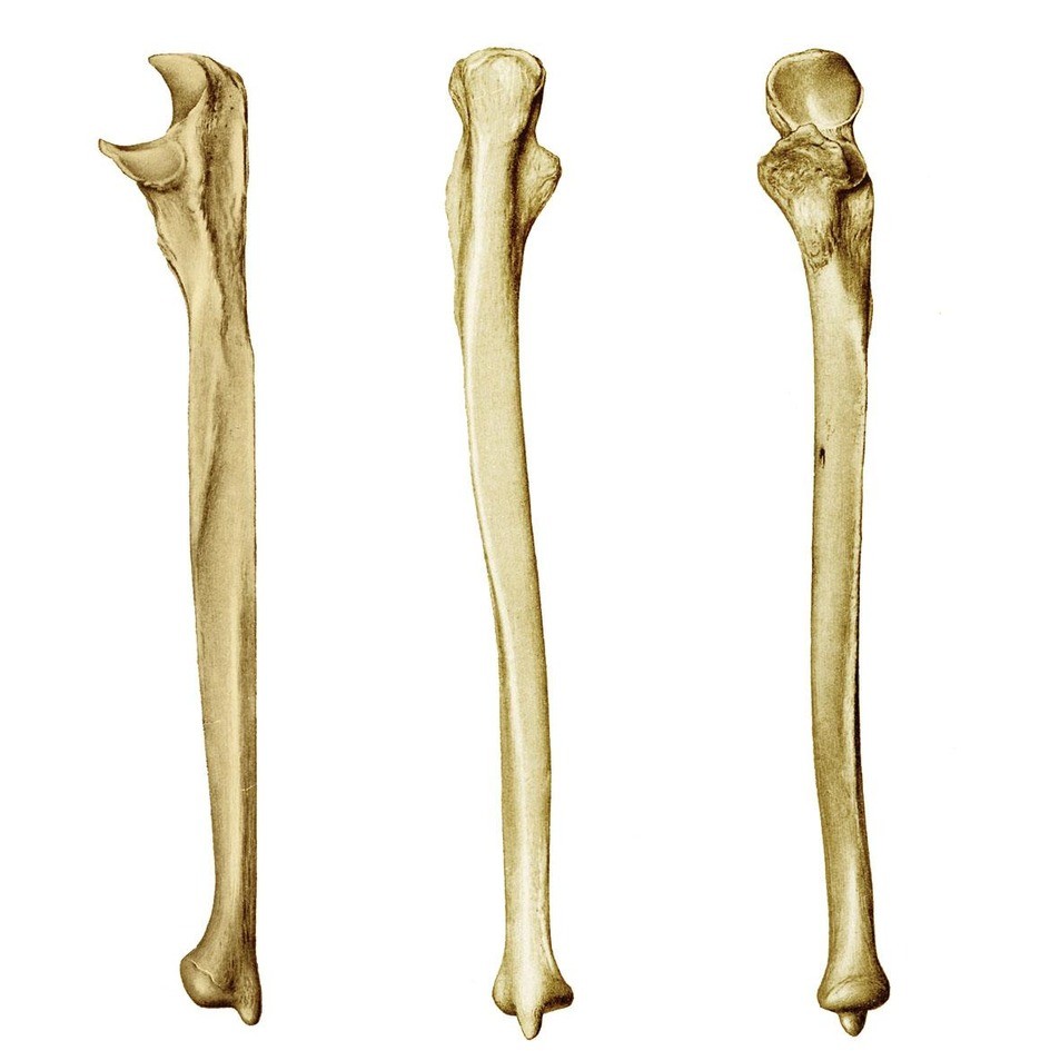 <p>name and side this bone</p>