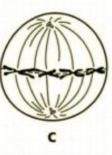 <p>What stage of mitosis is this?</p>