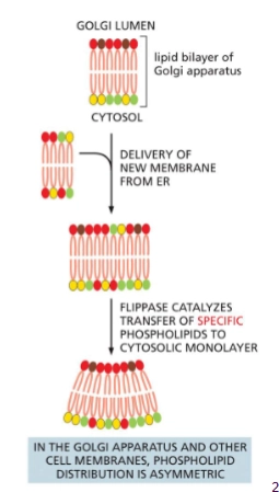 <p>The two faces of the plasma membrane have different lipids. This asymmetry is maintain by the enzyme Flippase in the Golgi membrane.</p><ul><li><p>flip flops <u>specific </u>phospholipids to the cytosolic leaflet</p></li></ul><p></p>