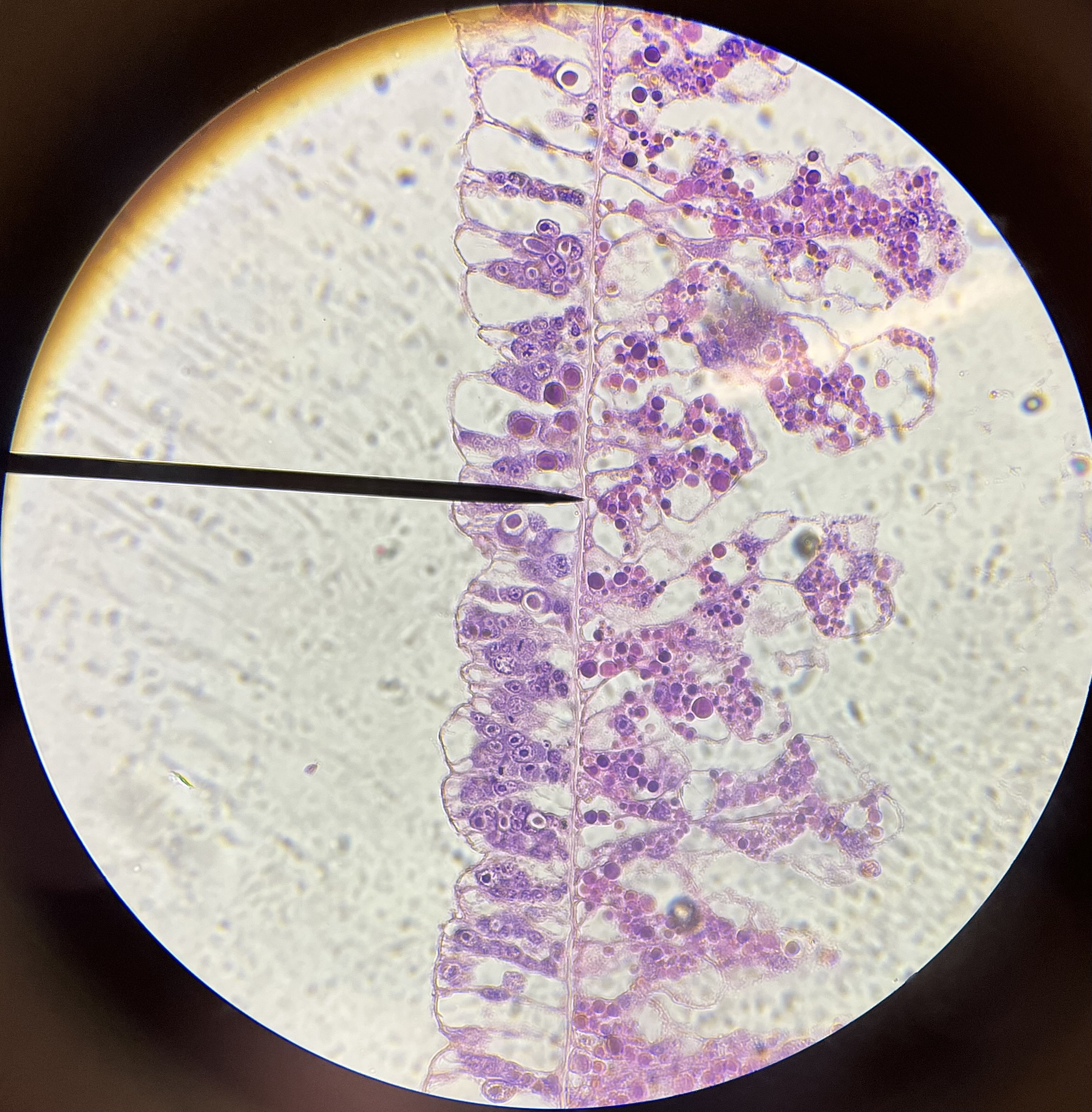 <p>Which layer is the pointer on?</p>