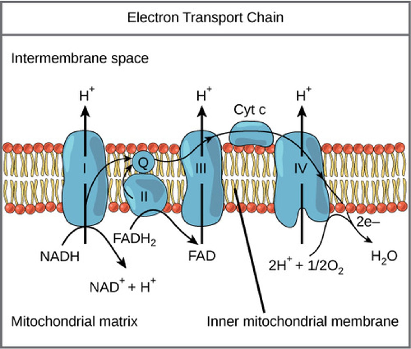 <p>mitochondrial inner membrane</p>