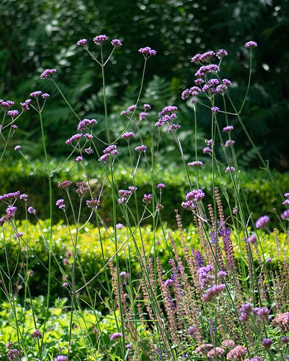 <p><em>Verbena bonariensis</em> height</p>