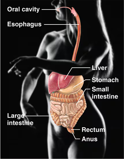 <ul><li><p>Breaks down food into absorbable units that enter the blood for distribution to body cells</p></li><li><p>Indigestible foodstuffs are eliminated as feces</p></li><li><p>Contains the oral cavity, esophagus, liver, stomach, small intestine, large intestine, rectum, and anus</p></li></ul><p></p>
