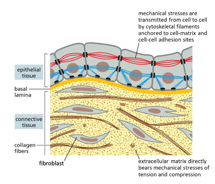 <ul><li><p>Cell not close to each other, very closely interacting with ECM</p></li><li><p>Lots of ECM</p></li><li><p>ECM provides resistance to mechanical stress</p></li></ul><p></p>