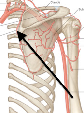<p>dorsal scapular</p>