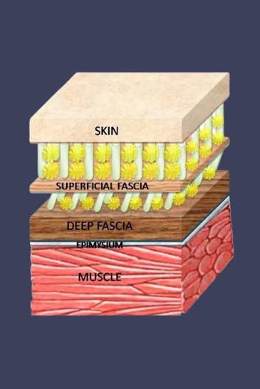 <p>Wraps around and supports organs</p>