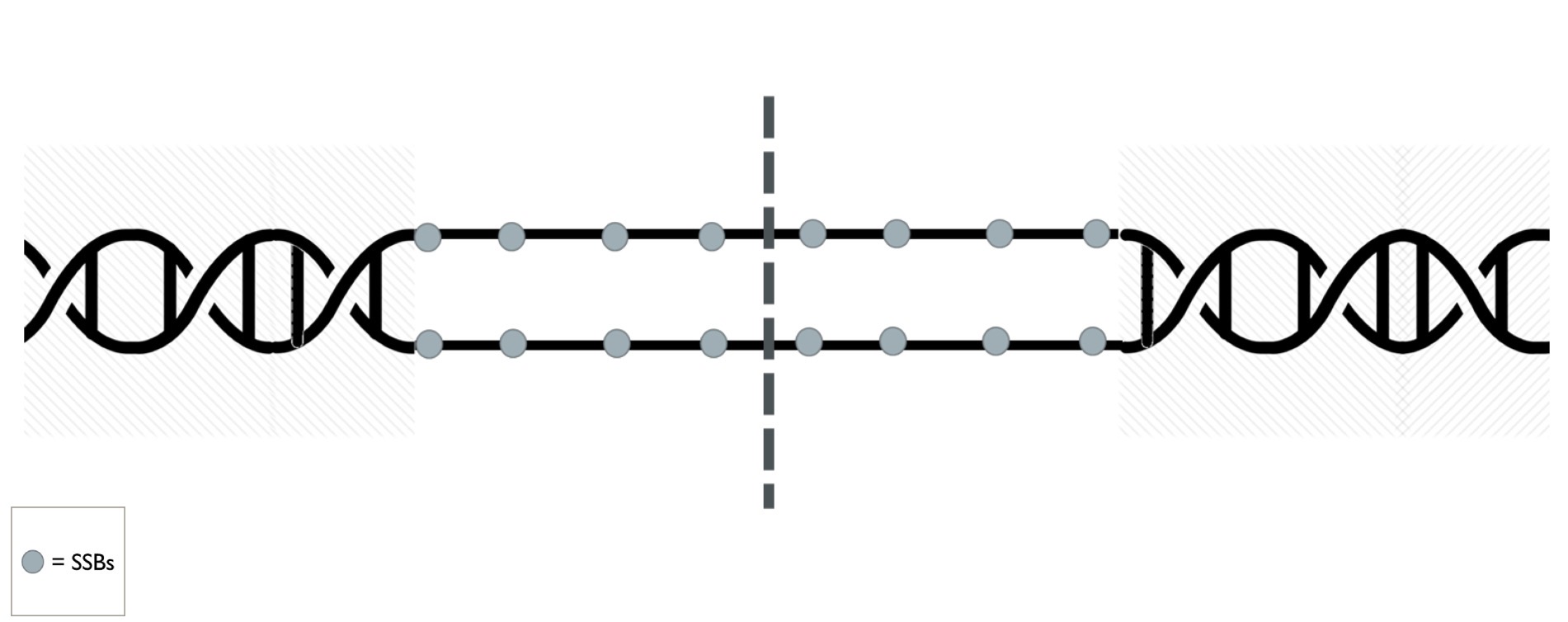 <p>To prevent the what from annealing back together, what attaches to each single strand and hold it in place for replication</p>