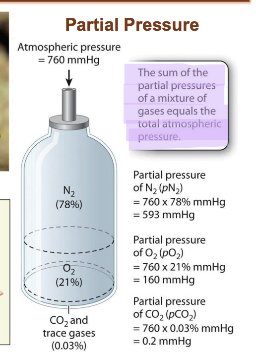 <ul><li><p><span style="background-color: inherit; line-height: 19.55px; color: windowtext;">MmHg = unit for pressure</span><span style="line-height: 19.55px; color: windowtext;">&nbsp;</span></p></li><li><p class="Paragraph SCXO244386677 BCX0" style="text-align: left;"><span style="background-color: inherit; line-height: 19.55px; color: windowtext;">Tells how much gas is present in a location&nbsp;</span><span style="line-height: 19.55px; color: windowtext;">&nbsp;</span></p><ul><li><p class="Paragraph SCXO244386677 BCX0" style="text-align: left;"><span style="background-color: inherit; line-height: 19.55px; color: windowtext;">Important for rate of gas exchange</span><span style="line-height: 19.55px; color: windowtext;">&nbsp;</span></p><ul><li><p class="Paragraph SCXO244386677 BCX0" style="text-align: left;"><span style="background-color: inherit; line-height: 19.55px; color: windowtext;">Can increase or decrease from partial pressure of oxygen</span><span style="line-height: 19.55px; color: windowtext;">&nbsp;</span></p><ul><li><p class="Paragraph SCXO244386677 BCX0" style="text-align: left;"><span style="background-color: inherit; line-height: 19.55px; color: windowtext;">Valley = partial pressure is constant -> suddenly go on mountain -> change in altitude = decrease in fractional concen of O2 -> decrease in partial pressure -> body will sense change -> adjust rate of respiration -> start breathing heavily&nbsp;</span><span style="line-height: 19.55px; color: windowtext;">&nbsp;</span></p><ul><li><p class="Paragraph SCXO244386677 BCX0" style="text-align: left;"><span style="background-color: inherit; line-height: 19.55px; color: windowtext;">Few days = acclimatize by increasing red blood cell production&nbsp;</span><span style="line-height: 19.55px; color: windowtext;">&nbsp;</span></p></li></ul></li></ul></li></ul></li></ul></li><li><p class="Paragraph SCXO244386677 BCX0" style="text-align: left;"><span style="background-color: inherit; line-height: 19.55px; color: windowtext;">Partial pressure of N2 changed</span><span style="line-height: 19.55px; color: windowtext;">&nbsp;</span></p><ul><li><p class="Paragraph SCXO222129274 BCX0" style="text-align: left;"><span style="background-color: inherit; line-height: 19.55px; color: windowtext;">Dive deep in sea -> partial pressure of Nitrogen changes</span><span style="line-height: 19.55px; color: windowtext;">&nbsp;</span></p></li><li><p class="Paragraph SCXO222129274 BCX0" style="text-align: left;"><span style="background-color: inherit; line-height: 19.55px; color: windowtext;">Atmosphere air has N -> but does not interact in gas exchange (only O2 and CO2)</span><span style="line-height: 19.55px; color: windowtext;">&nbsp;</span></p></li><li><p class="Paragraph SCXO222129274 BCX0" style="text-align: left;"><span style="background-color: inherit; line-height: 19.55px; color: windowtext;">Deep in water -> N pp change -> bubble out from blood -> fatal</span><span style="line-height: 19.55px; color: windowtext;">&nbsp;</span></p><ul><li><p class="Paragraph SCXO222129274 BCX0" style="text-align: left;"><span style="background-color: inherit; line-height: 19.55px; color: windowtext;">Divers with pressurized gas with O2 and N2 -> so Partial pressure of nitrogen does not change</span><span style="line-height: 19.55px; color: windowtext;">&nbsp;</span></p></li></ul></li></ul></li></ul><p></p>