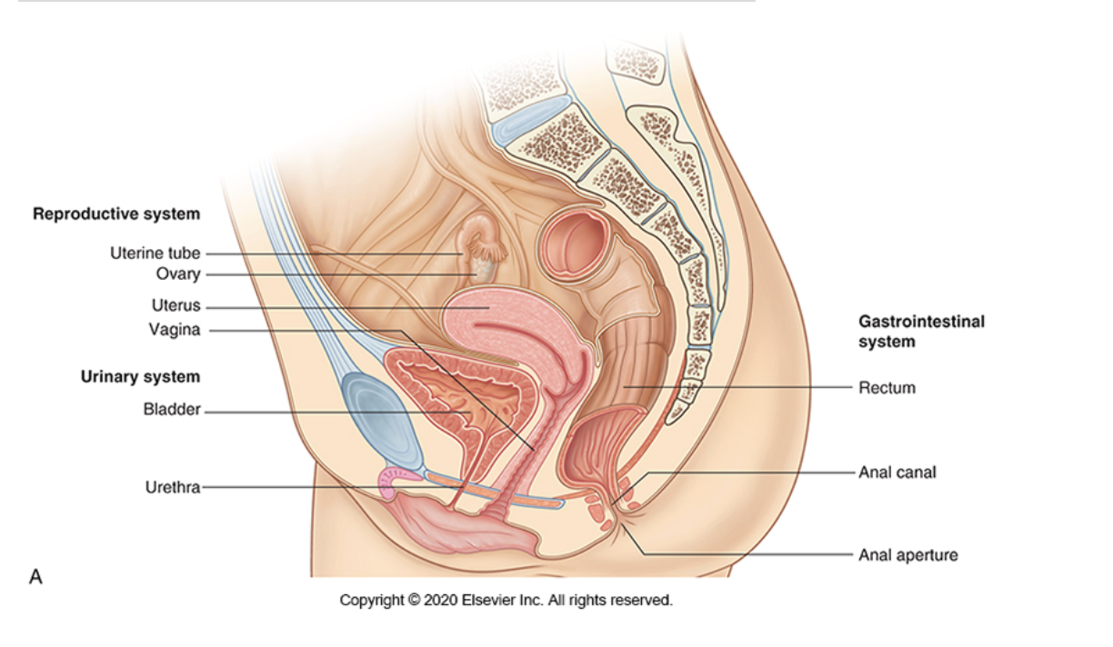<ul><li><p><span>The vagina</span></p></li><li><p><span>The uterus</span></p></li><li><p><span>The uterine (fallopian) tubes</span></p></li><li><p><span>The ovaries</span></p></li></ul><p><span>The organs of reproduction sit in the lesser pelvis.</span></p>