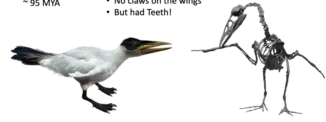 <ul><li><p>late Cretaceous</p><ul><li><p>95 MYA</p></li></ul></li><li><p>definitely an aquatic, gull-like bird</p></li><li><p>no claws on wings</p></li><li><p>teeth present</p></li></ul><p></p>