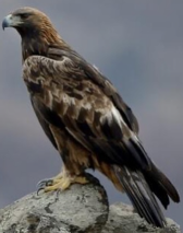 <p>Species, family, order?</p>