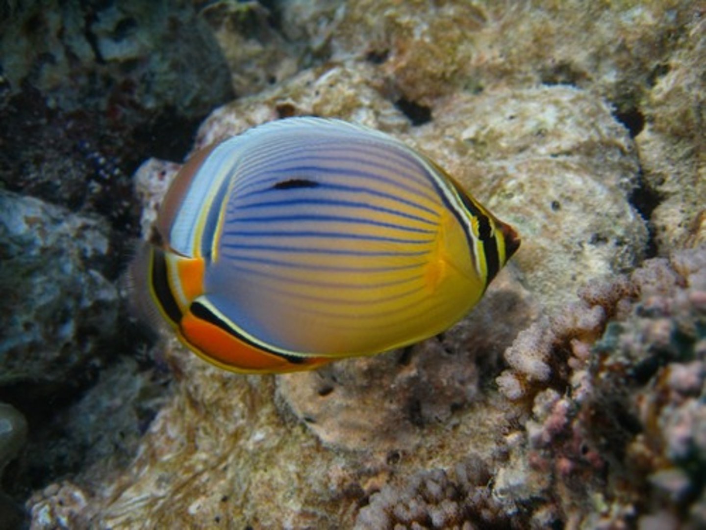 <p>Chaetodon lunulatus</p>