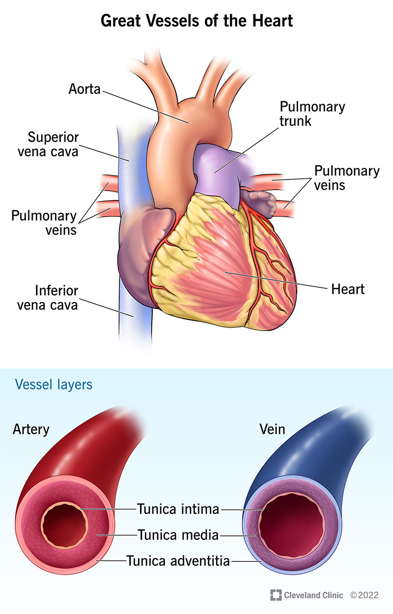 <p>-Superior &amp; Inferior Vena Cavae</p><p>.</p><p>-Pulmonary Trunk</p><p>.</p><p>-Pulmonary Veins</p><p>.</p><p>-Aorta</p><p></p><p></p><p>The superior and inferior venae cavae return deoxygenated blood to the right atrium; the pulmonary trunk carries blood from the right ventricle to the pulmonary arteries; pulmonary veins return oxygenated blood to the left atrium; and the aorta carries oxygenated blood from the left ventricle to the body.</p>