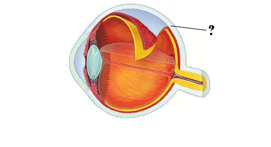<p>Identify the indicated structure</p>